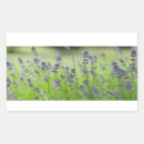 Search for lavender fields stickers Flower