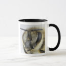 Search for invertebrate mugs Insect