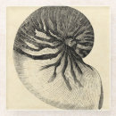 Search for shells coasters Conch seashell