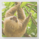 Search for sloth coasters Animals