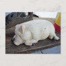 Search for swine postcards Livestock