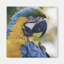 Search for parrot magnets Macaw