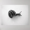 Search for snail posters Animal