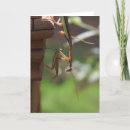 Search for praying mantis cards Garden