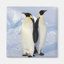 Search for antarctica magnets Penguins