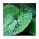 Search for garden wall tiles Plant