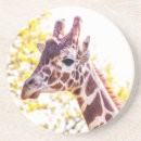 Search for giraffe coasters Nature