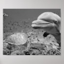 Search for dolphin fish posters Tropical