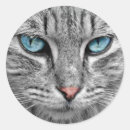 Search for blue eye stickers Feline