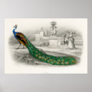 Search for vintage peacock posters Bird