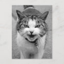 Search for hissing postcards Angry