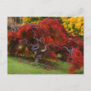 Search for autumn trees postcards Photography