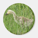 Search for gosling magnets Goose
