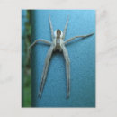 Search for arachnids postcards Macro