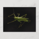 Search for grasshoppers postcards Nature