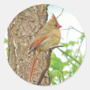 Search for northern red cardinals stickers Bird