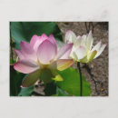 Search for pair postcards Floral