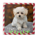 Search for maltese tiles Animal