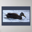 Search for duck posters Wildlife