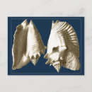 Search for conchs postcards Sepia seashell