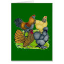 Search for brahma chicken postcards Poultry