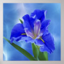 Search for iris posters Floral