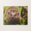 Search for hedgehog puzzles Nature