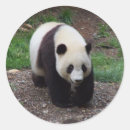 Search for giant panda stickers Animal