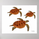 Search for turtle posters Watercolor