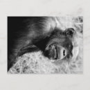 Search for chimps postcards Zoo