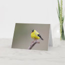 Search for goldfinch cards Nature