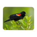 Search for blackbirds magnets Agelaius phoeniceus