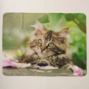 Search for cute kittens blankets For her