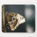 Search for morpho mousepads Insect
