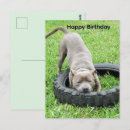 Search for chew postcards Pet
