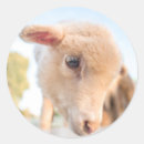 Search for little lamb stickers Farm