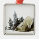 Search for holiday polar bear christmas tree decorations Nature