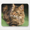 Search for norwegian forest cat Portrait