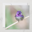 Search for hummingbird note cards Birds
