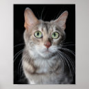Search for bengal posters Kitten