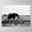 Search for black and white elephant posters Wild