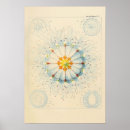 Search for vintage jellyfish posters Animal
