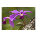 Search for violacea Violet
