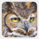 Search for bubo stickers Great horned owl