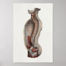 Search for cavities art Anatomy