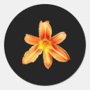 Search for orange lily stickers Tiger