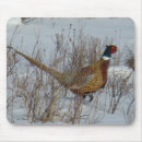 Search for pheasants electronics Hunting