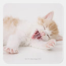 Search for yawn stickers Domestic animals