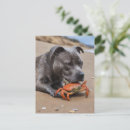 Search for staffie postcards Dog