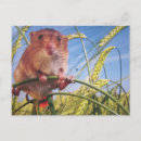 Search for dwarf postcards Nature